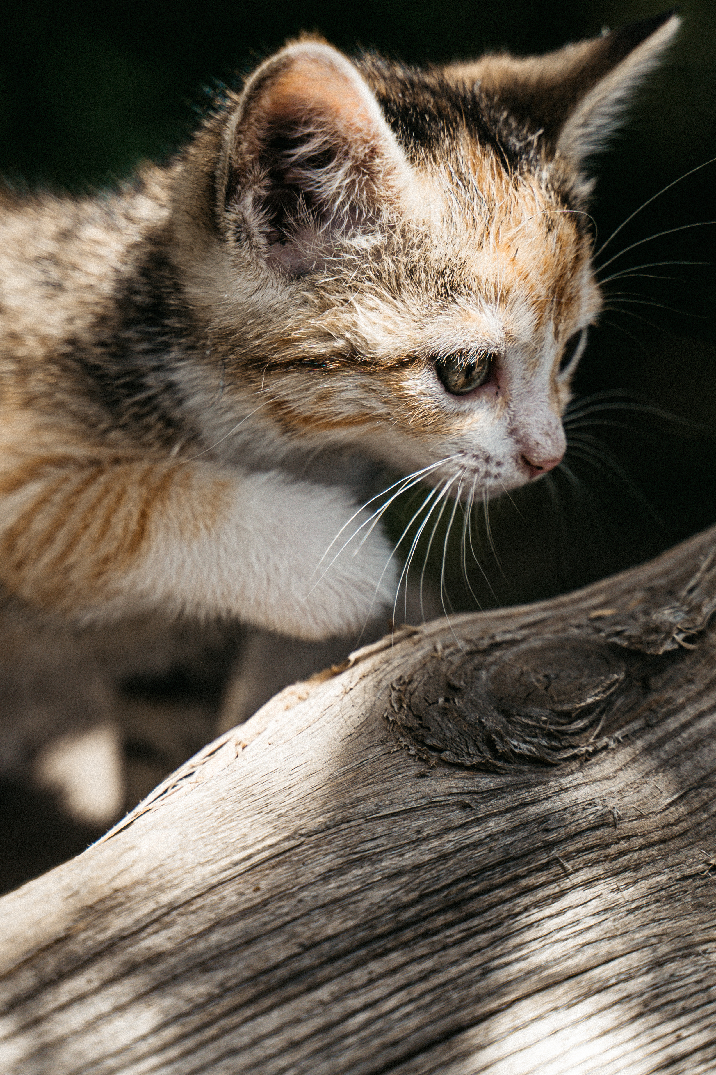 Flea treatment shop for stray cats